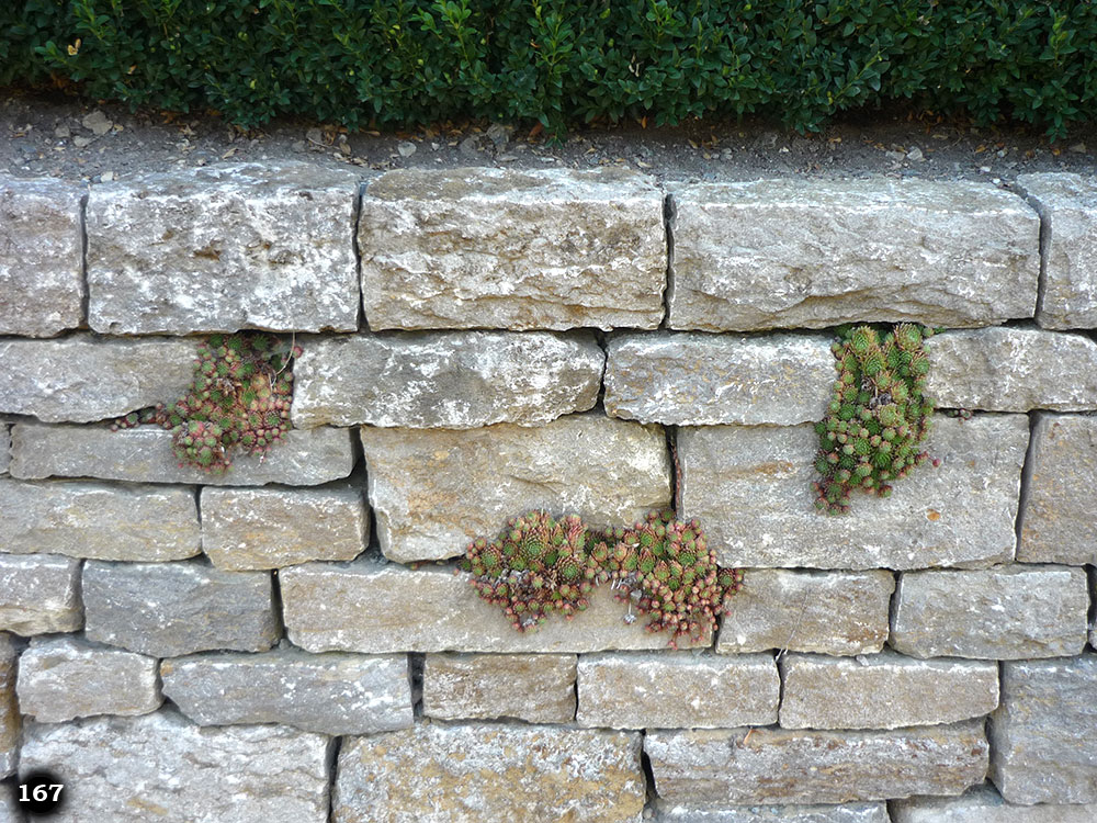 Eine Mauer aus welcher kleine grün rötliche Pflanzen heraus wachsen