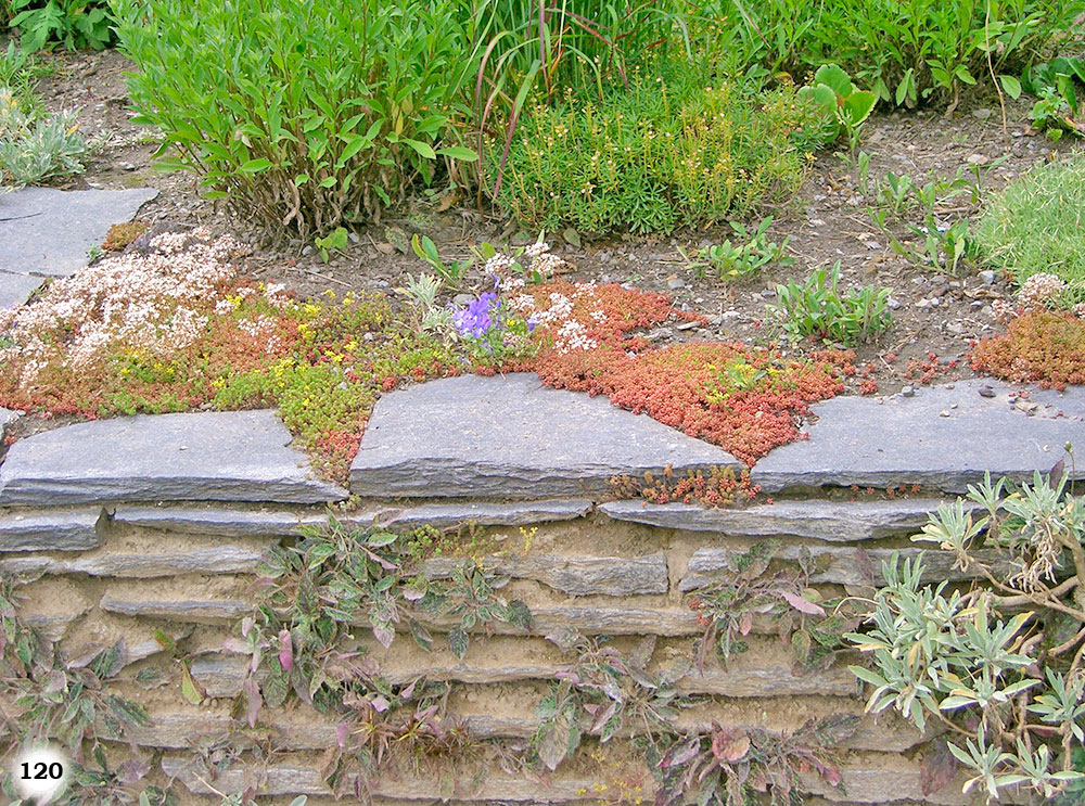 Altwirkende Mauer durchwachsende an einem Beet mit kleinen Pflanzen
