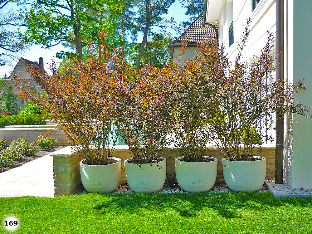 Vier gleiche Topfpflanzen in weißen Töpfen an einer Terrasse