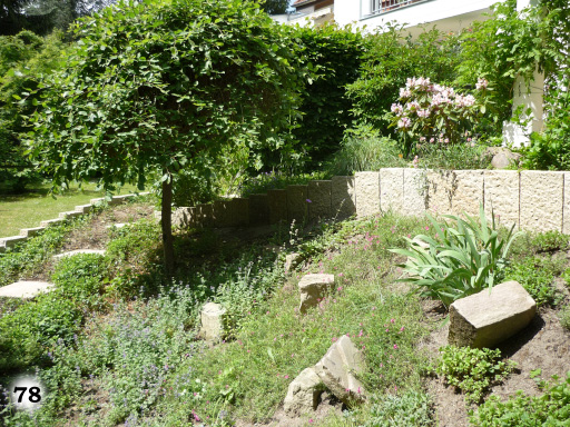 Ein erhöhtes Gartenbeet mit grünen Pflanzen, Steinen und einem Baum
