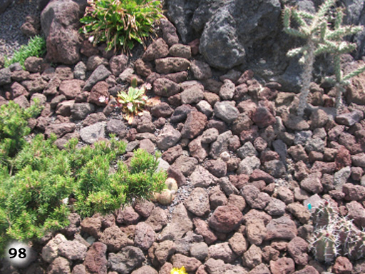 Ein Hügel voll mit Steinen und kleinen Pflanzen