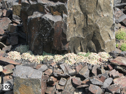 Blumen an einem großen Felsen