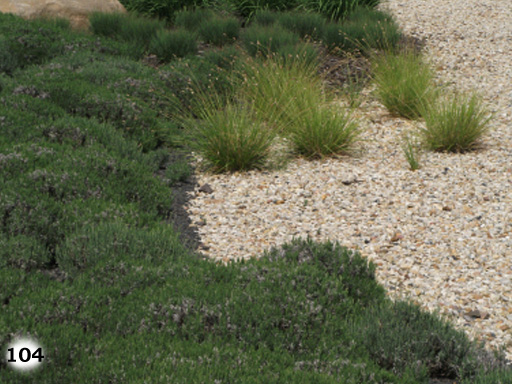 Ein Übergang zwischen Grass- und Steinboden mit kleinen Sträuchern