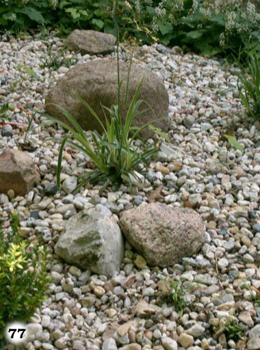 Mit Kieselsteinen umhülltes Beet mit kleinen grünen Pflanzen und vereinzelt großen Steinen