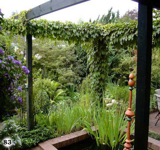 Eine Gartenfläche mit einem von Pflanzen bedeckten Struktur