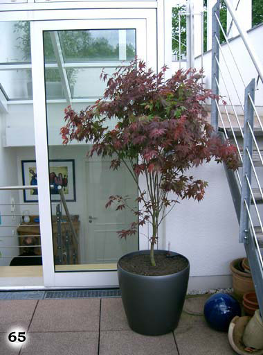 Eine Zimmerpflanze auf einem großzügigen Balkon