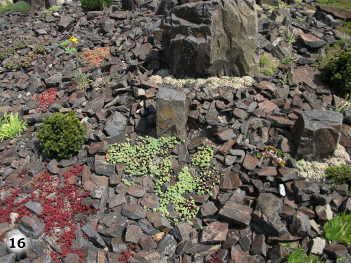 flache, dunkel braune Steine, goße dunkel braune Steine mit verschiedenen Moosartren und kleineren Pflanzen
