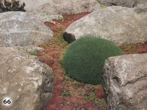Großesteine auf einer mit Moos bedeckten Fläche