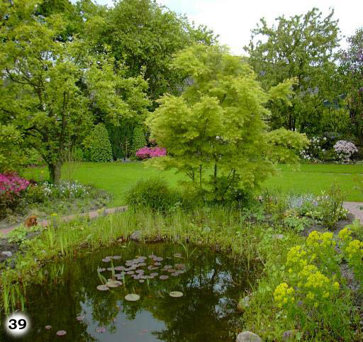 Ein Teich in dem sich Seerosen befindet und außen herum sich Pflanzen befinden